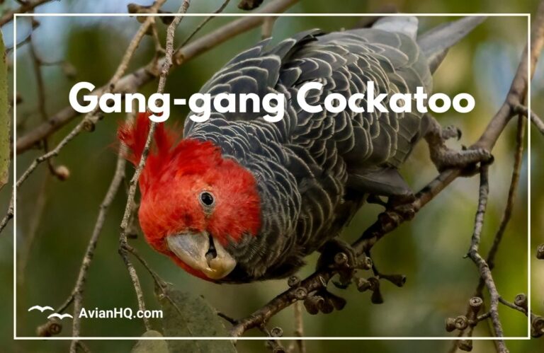 Gang-gang Cockatoo (Callocephalon fimbriatum)