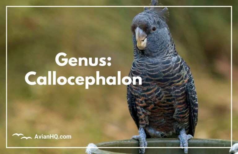 Genus: Callocephalon