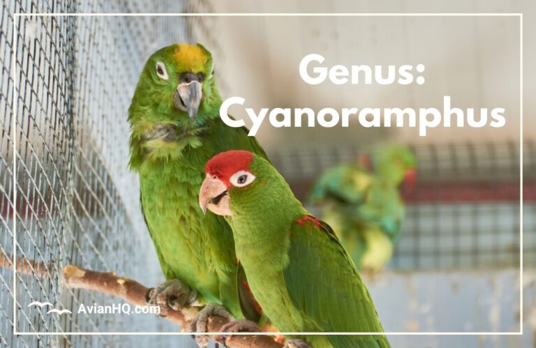 Genus: Cyanoramphus