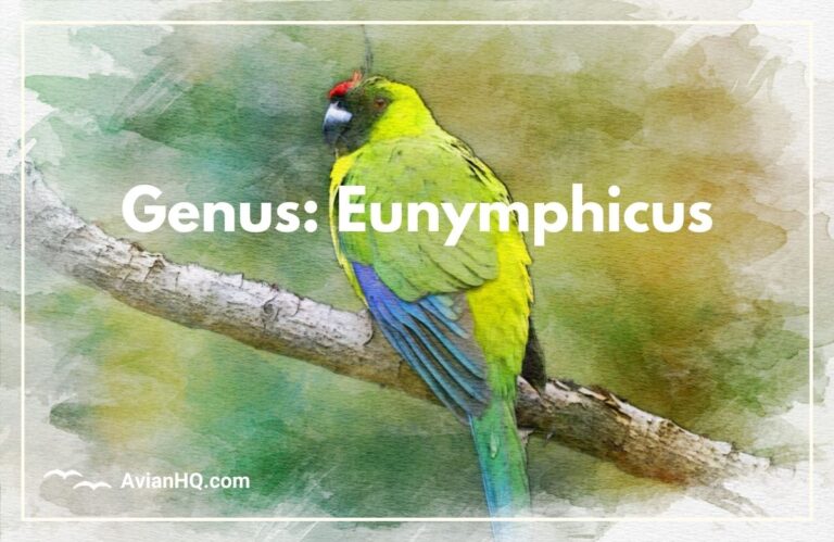 Genus: Eunymphicus