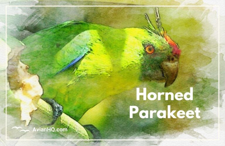 Horned Parakeet (Eunymphicus cornutus)