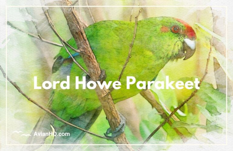 Lord Howe Parakeet (Cyanoramphus subflavescens)