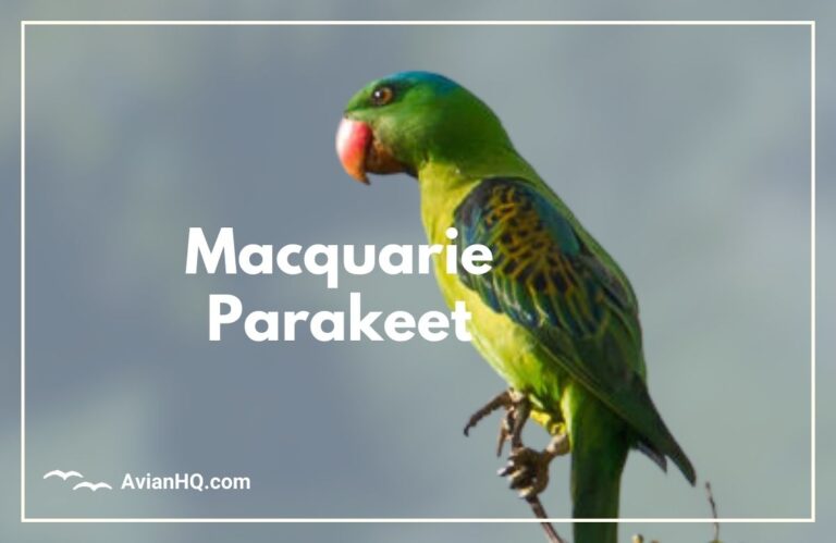 Macquarie Parakeet (Cyanoramphus erythrotis)