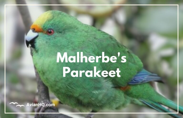 Malherbe’s Parakeet (Cyanoramphus malherbi)