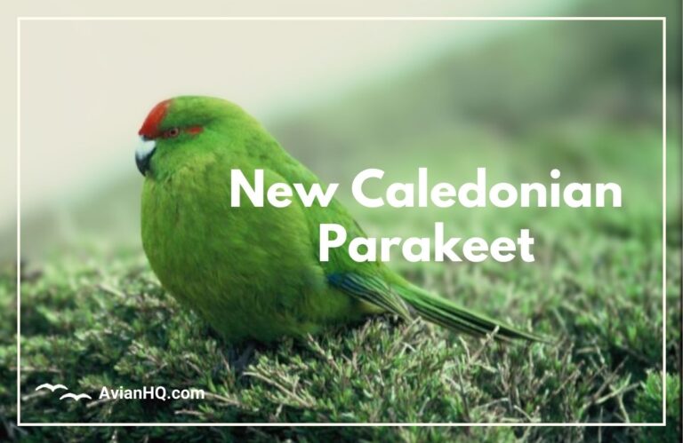 New Caledonian Parakeet (Cyanoramphus saisseti)