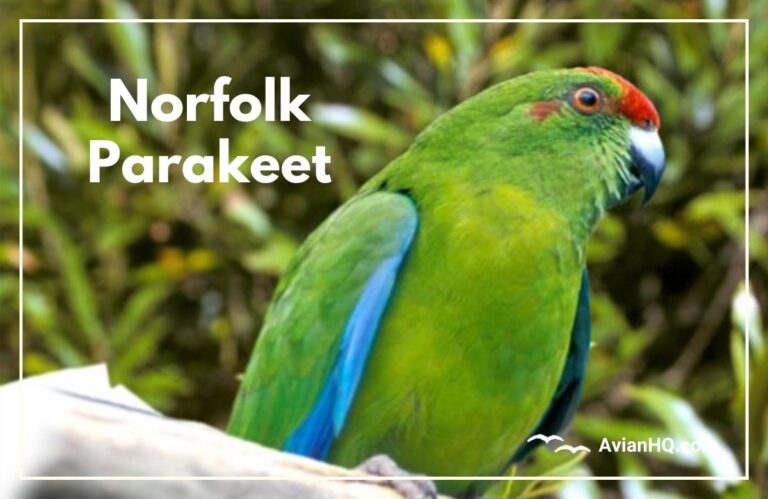 Norfolk Parakeet (Cyanoramphus cookii)