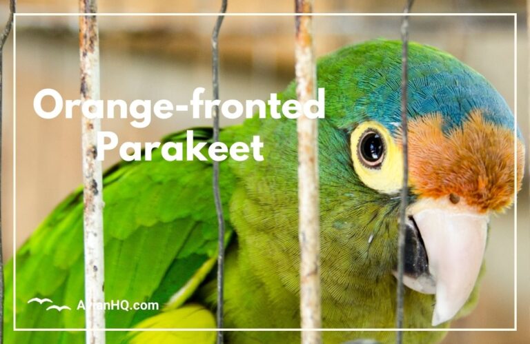 Orange-fronted Parakeet (Eupsittula canicularis)