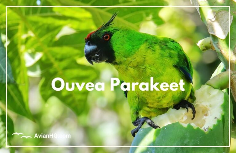 Ouvea Parakeet (Eunymphicus uvaeensis)