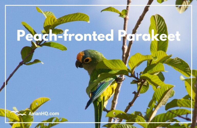 Peach-fronted Parakeet (Eupsittula aurea)