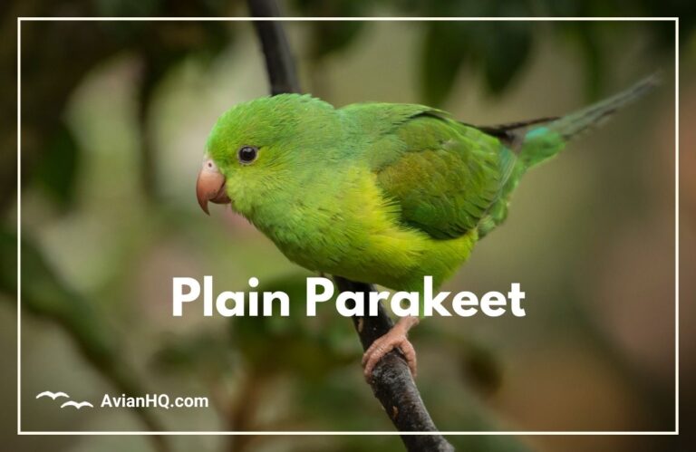 Plain Parakeet (Brotogeris tirica)