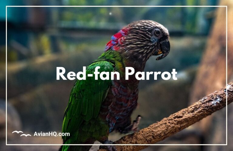 Red-fan Parrot (Deroptyus accipitrinus)