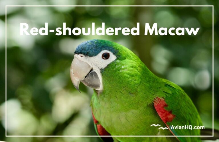 Red-shouldered Macaw (Diopsittaca nobilis)