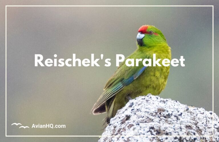 Reischek’s Parakeet (Cyanoramphus hochstetteri)