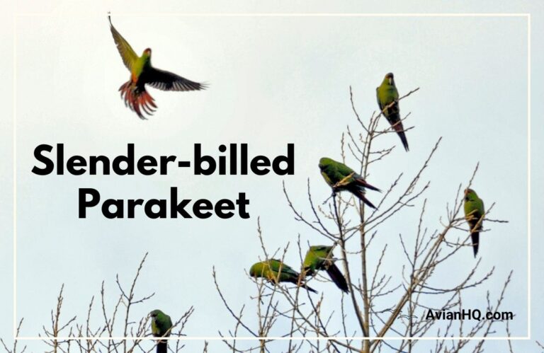 Slender-billed Parakeet (Enicognathus leptorhynchus)