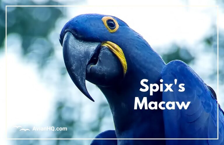 Spix’s Macaw (Cyanopsitta spixii)