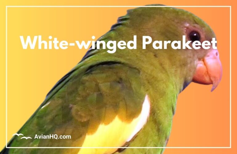 White-winged Parakeet (Brotogeris versicolurus)