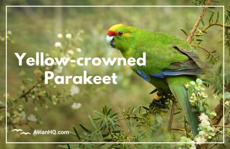 Yellow-crowned Parakeet (Cyanoramphus auriceps)