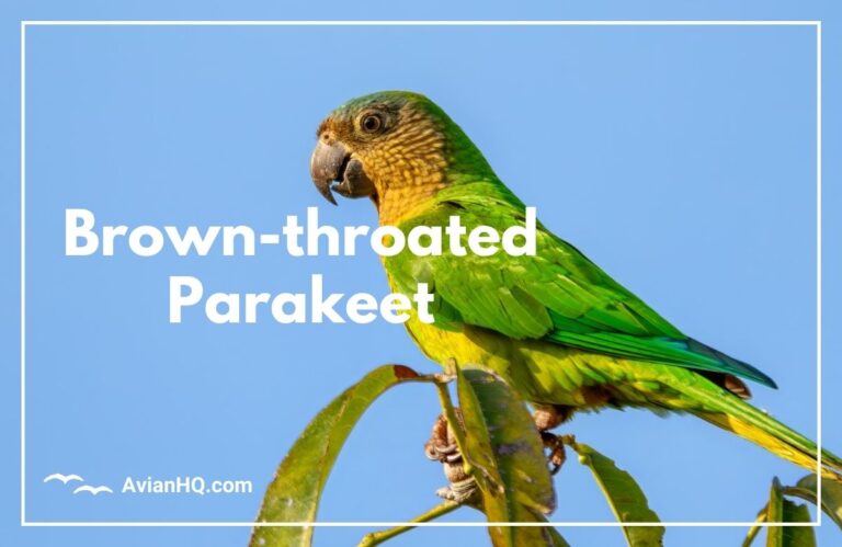 Brown-throated Parakeet (Eupsittula pertinax)