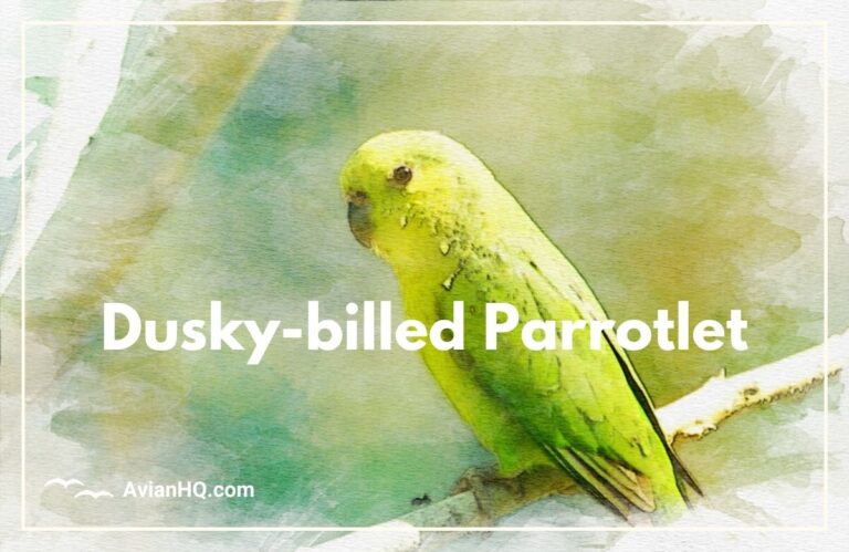 Dusky-billed Parrotlet (Forpus modestus)