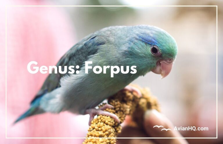 Genus: Forpus