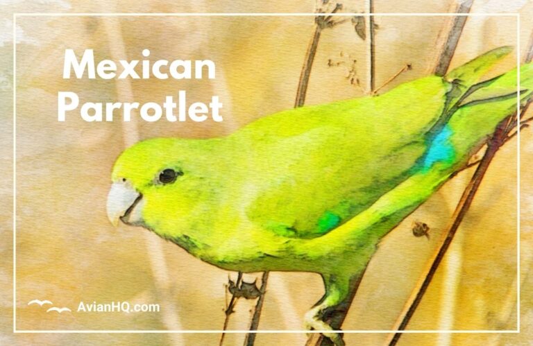 Mexican Parrotlet (Forpus cyanopygius)