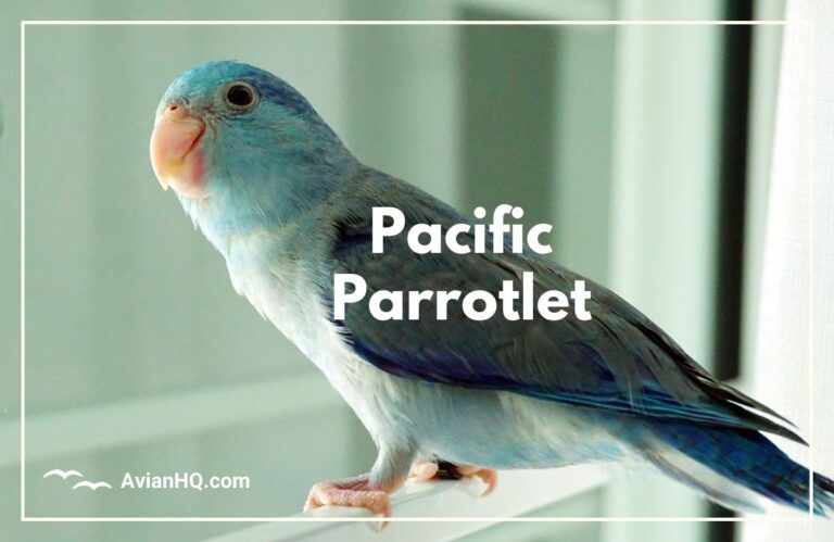 Pacific Parrotlet (Forpus coelestis)
