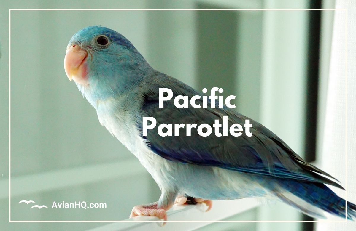 Pacific Parrotlet Forpus Coelestis Avian HQ Pacific Parrotlet Forpus Coelestis Avian HQ