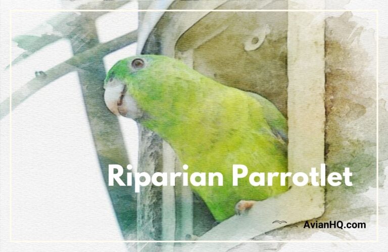 Riparian Parrotlet (Forpus crassirostris)